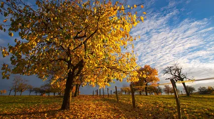 Goldener Oktober
