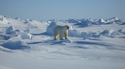 Eisbär in der Arktis